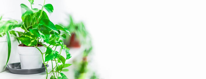 Close-up of plant against white background