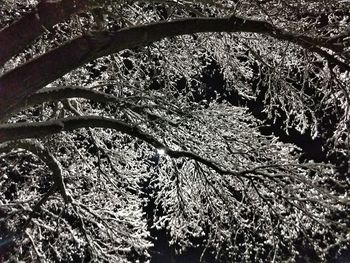 Full frame shot of trees growing on field