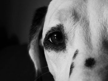 Close-up portrait of dog