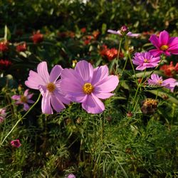 Close-up of pink flowering plants on field