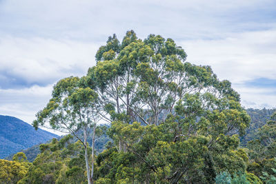 Low angle view of tree against sky