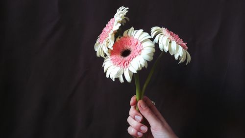 Close-up of hand holding flower