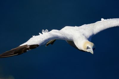 Close-up of gannet flying in against clear blue sky