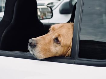 Dog looking through car