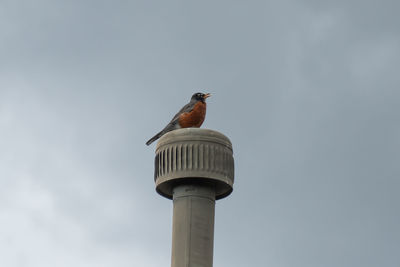 Low angle view of bird perching on a building