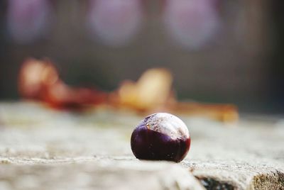 Close-up of chestnut on footpath