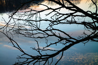 Low angle view of silhouette bare tree against sky