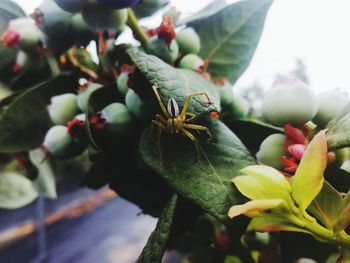 Close-up of insect on flower