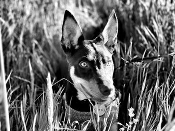 Portrait of a dog