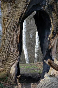 Close-up of tree trunk