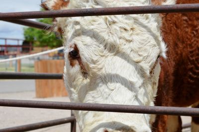 Close-up of a cow