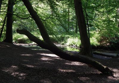 Trees in forest