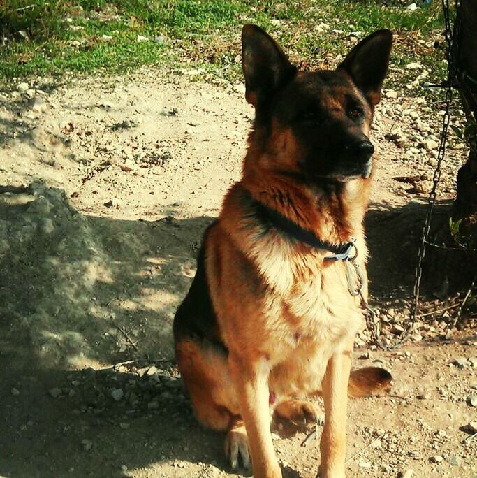 animal themes, mammal, domestic animals, pets, one animal, dog, sitting, pet collar, standing, looking at camera, portrait, outdoors, full length, brown, day, relaxation, stray animal, carnivora, footpath