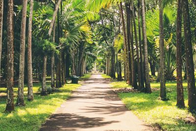 Footpath amidst trees in forest