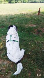 High angle view of dog sitting on field