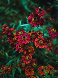 Close-up of red flowering plants