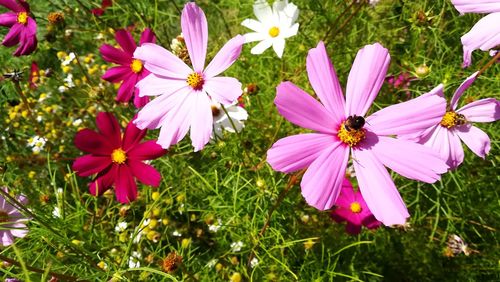 Close-up of pink flowers on field