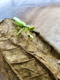 Close-up of insect