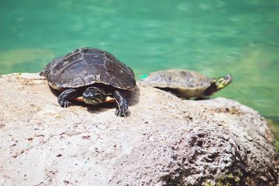 Close-up of a turtle on rock