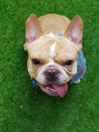 Close-up portrait of a dog