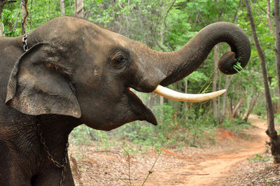 Close-up of elephant in forest