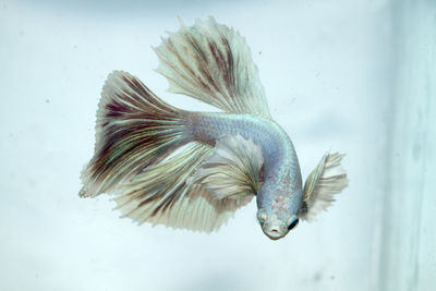 Close-up of fish swimming in water