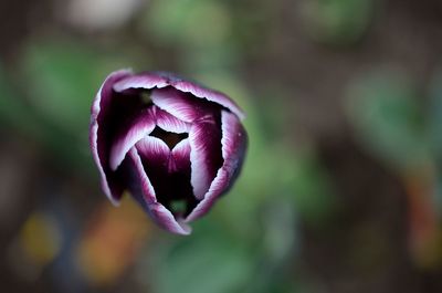 Close-up of purple flower blooming outdoors