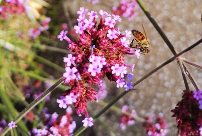 Close-up of bee pollinating on pink flower