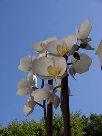 Low angle view of flowering plants against blue sky