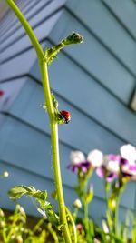 Close-up of ladybug on plant