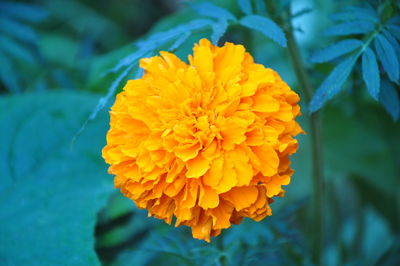 Close-up of yellow flower