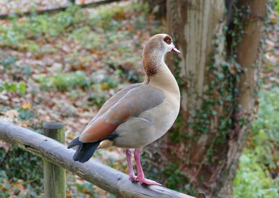 Close-up of bird perching on tree