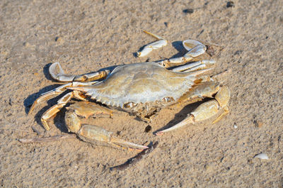 Close-up of crab on sand