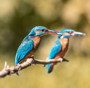 Close-up of bird perching on branch