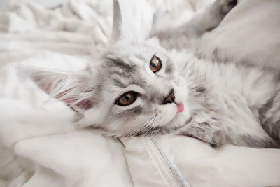 Close-up of cat lying on bed