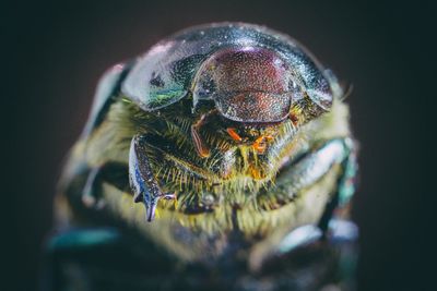 Close-up of fly