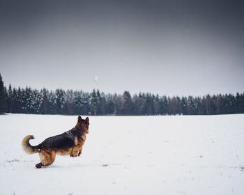 Dog on snow covered land chasing a snowball 