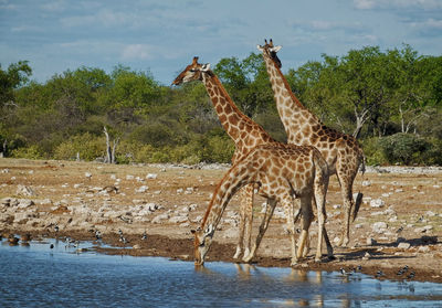 Giraffes at river in forest