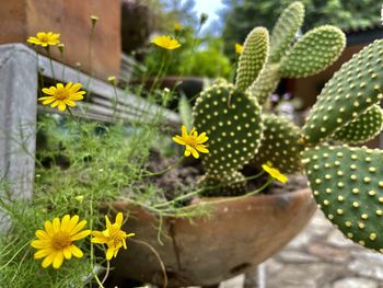 Close-up of yellow flowering plant