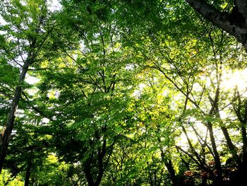 Low angle view of trees in forest