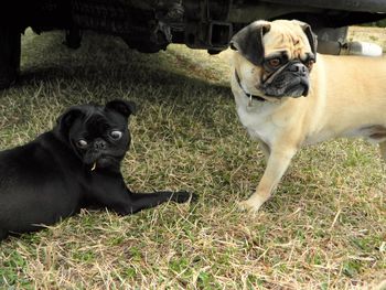 Portrait of two dogs on field