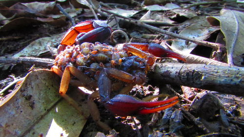 Close-up of crab on branch