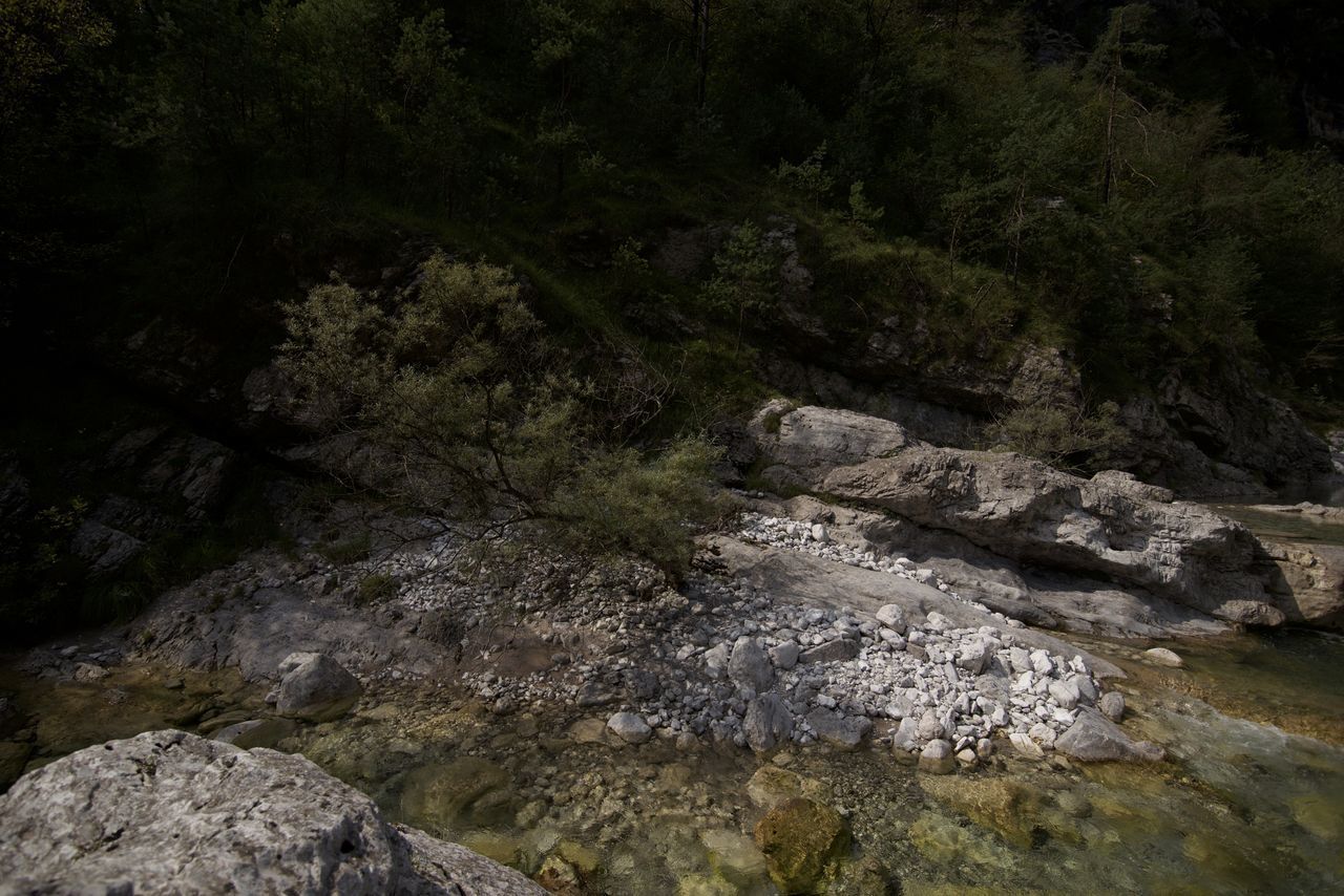 SCENIC VIEW OF RIVER STREAM IN FOREST