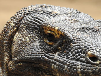 Close-up of lizard