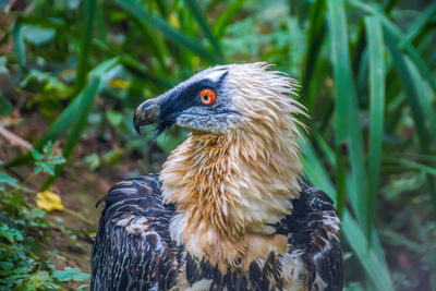 Close-up of a bird on field