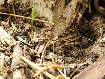 High angle view of insect on field