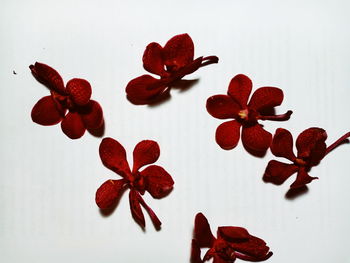 Close-up of red heart shape on table against white background