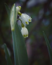 Close-up of white flowering plant