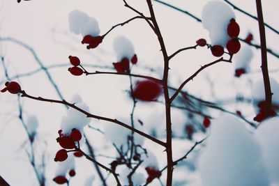 Close-up of berries on tree during winter