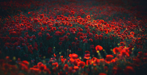 Close-up of red flowering plants on field